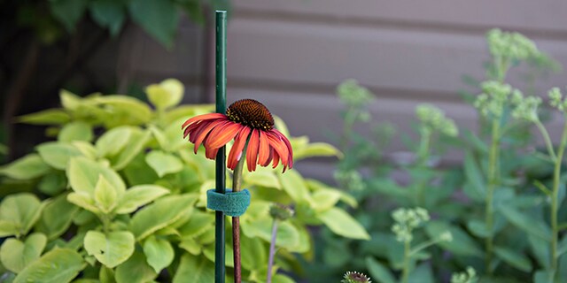 Keeping Plants Upright